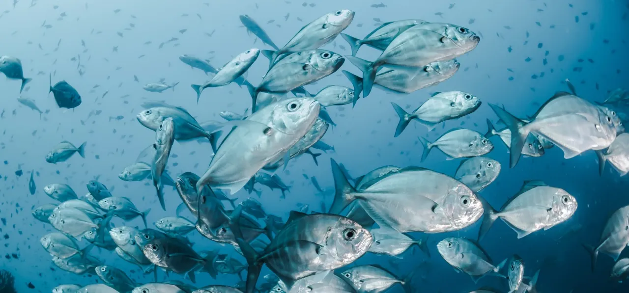 Fish